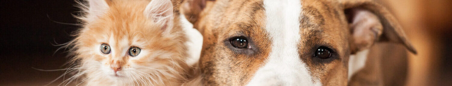 Afbeelding zonder ALT